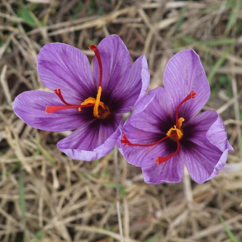 Close-up of Crocus Flowers